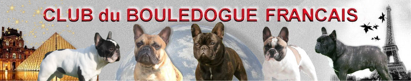 Bannière du Club du Bouledogue Français CLUB DU BOULEDOGUE FRANCAIS
