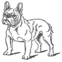 Le parfait bouledogue selon le standard Le parfait bouledogue selon le standard