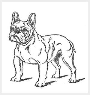Le bouledogue fran&ccedil;ais id&eacute;al selon le standard