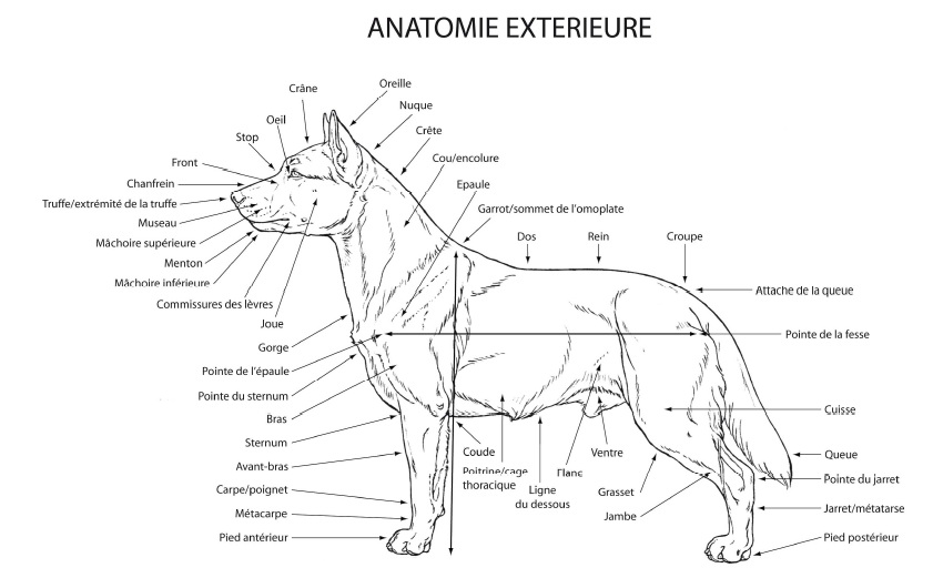 Anatomie ext&eacute;rieure du chien