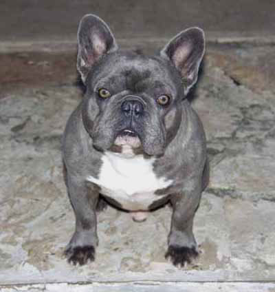 Bouledogue fran&ccedil;ais &agrave; robe bleue